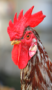 Rooster Sounds poster