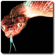 Snake Vision Camera Effect 스크린샷 2