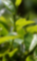Green Tea leaf with rain LWP screenshot 1