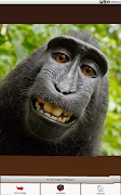 Quebra-Cabeças Macaco imagem de tela 6