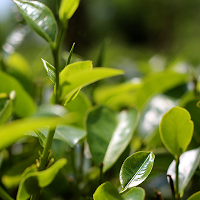 Green Tea leaf with rain LWP screenshot 3