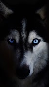 Dog Wallpapers HD 2023 captura de pantalla 3