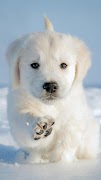 Dog Wallpapers HD 2023 captura de pantalla 5
