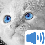 meow dźwięki kotów