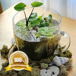 Mini Pond Ideas