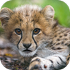 Baby Cheetah Wallpaper APK