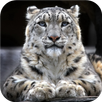 Snow Leopard Wallpaper APK
