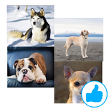 Dog Breeds (Types)