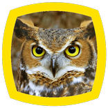 Owl Sounds
