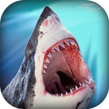 Shark Safari
