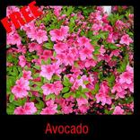 Azalea