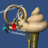 Human Ear structure in 3D