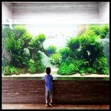 Aquascape डिजाइन