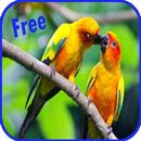 Asian Birds Sounds Relaxing APK