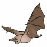Bat Memory Game