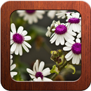 Best Flower Photo Frames APK