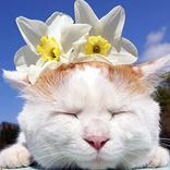 gatos Quebra-