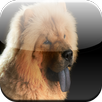 Chow Chow Game APK