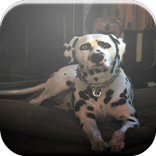 Dalmatian Game