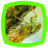 Cicada Sounds