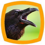 Crow Sounds