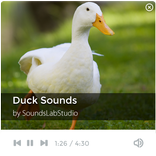 ”Duck Sounds