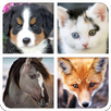 Animal Sound For Kids & Guess APK
