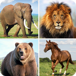 Animal Sounds And Guess Animal