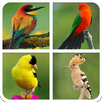 Birds Sounds & Guess The Bird APK
