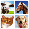 Domestic Animal Sounds & Guess APK