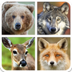 Forest Animal Sounds And Guess APK