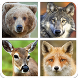 Forest Animal Sounds And Guess