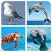 Marine Animal Sounds And Guess APK