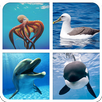 Sea Animals Sounds And Guess APK
