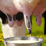 ”Milk Me