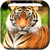 Animals for Kids Live WP APK