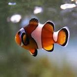 Fish Memory Game