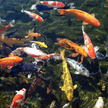Fish Pond Design