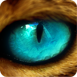 From Cats Eyes