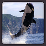 Killer Whale HD Wallpapers