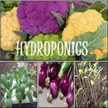 Hydroponics