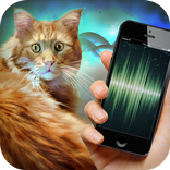 Hypnosis for Cat Prank