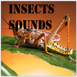 inseto Sounds