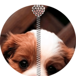 Puppy Chiot