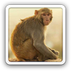 Curious Monkey live wallpaper APK