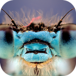 Dragonfly. Top Rated Wallpapers