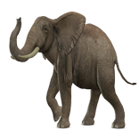 ”Elefante Realidad Aumentada