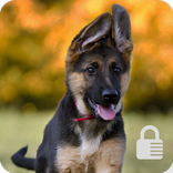 German Shepherd Puppy Lock Screen Security