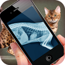 Simulation XRay Cat APK
