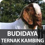 Budidaya Ternak Kambing